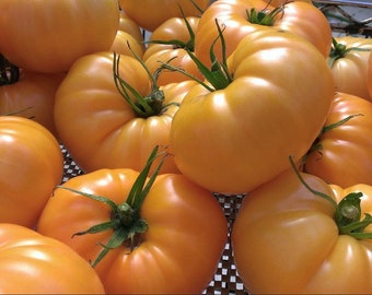 Yellow Brandywine Tomato Seeds | Heirloom