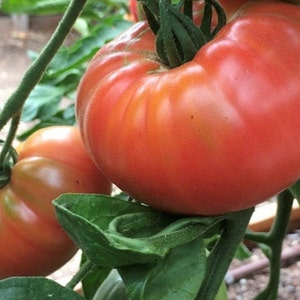 Pink Brandywine Tomato Seeds | Heirloom