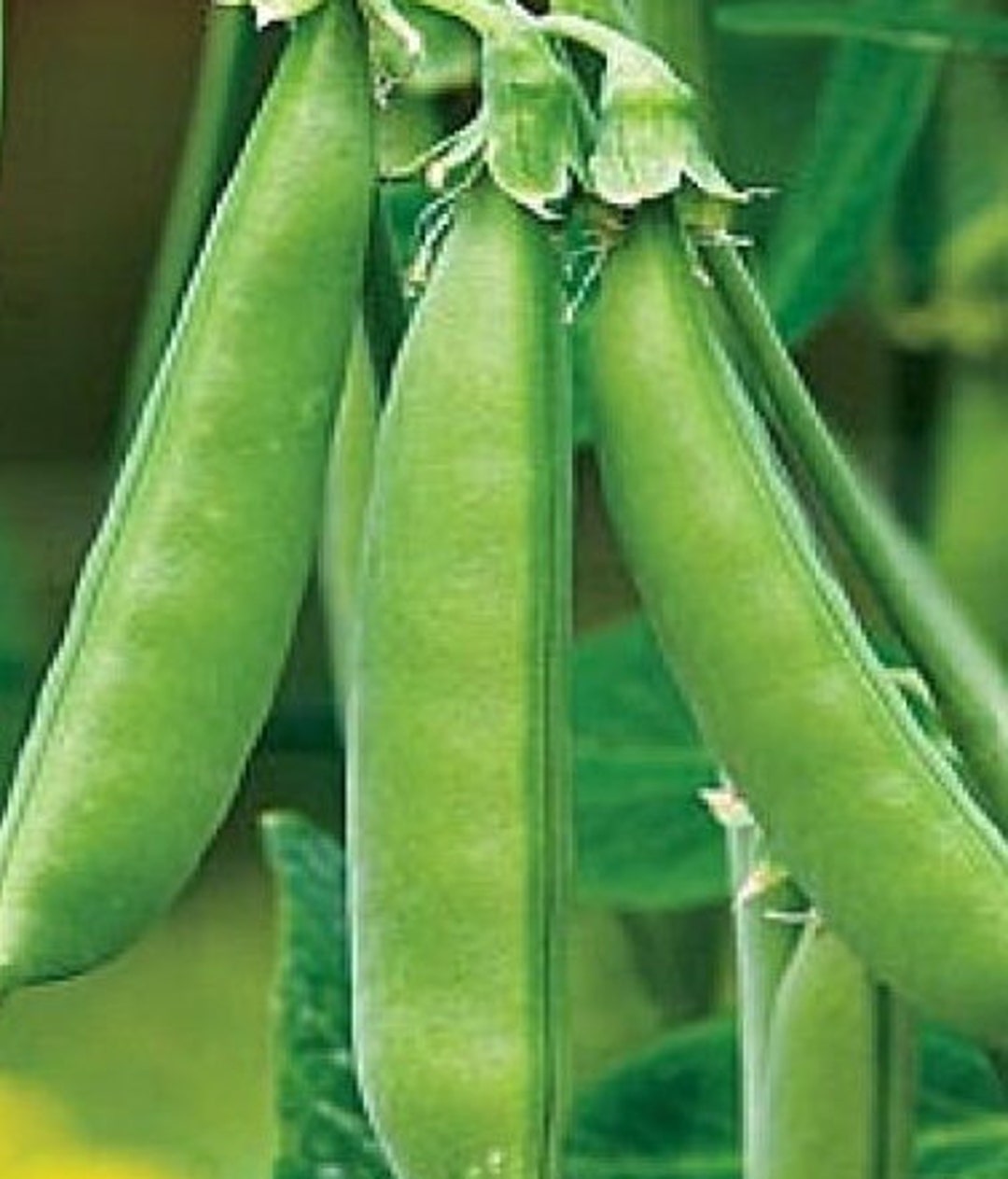 Super Sugar Snap Pea Seeds | Heirloom - Etsy