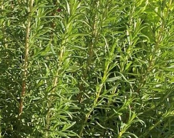 Rosemary Seeds | Herb