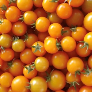 May include: A close-up image of a large bowl filled with bright orange cherry tomatoes. The tomatoes are arranged in a random pattern, with some overlapping.