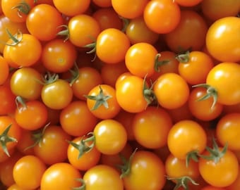 Sun Gold (F1 Hybrid) Tomato Seeds