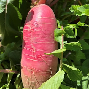Red Daikon Radish Seeds | Heirloom