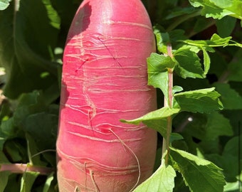 Red Daikon Radish Seeds | Heirloom