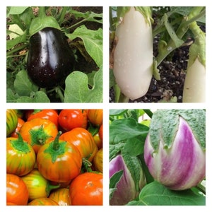 Kollektion Aubergine | Samen