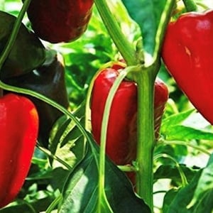 May include: Close-up of red bell peppers growing on a vine. The peppers are ripe and have a glossy finish. The vine is green and has many leaves.