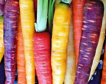 Mix di carote arcobaleno Heirloom / Heirloom
