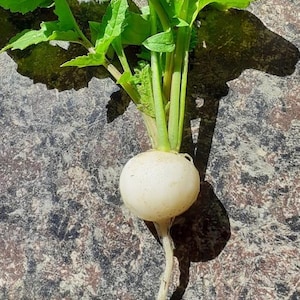 Hailstone Radish Seeds | Heirloom