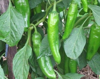 Semi di peperoncino Anaheim / Piccanti / Cimelio / Biologici