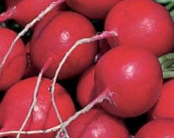 May include: A close-up of a group of bright red radishes with white roots. The radishes are arranged in a cluster, showing their round shape and smooth skin.