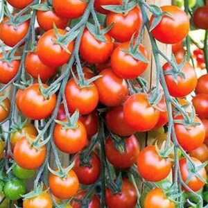 Super Sweet 100 (F1 Hybrid) Tomato Seeds