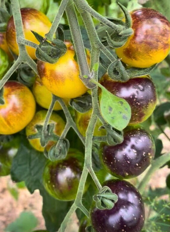 Cosmic Purple Rain Tomato Seeds - Etsy