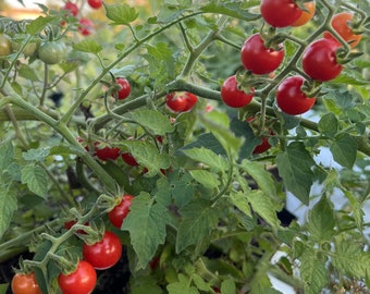 Everglades Tomato Seeds | Heirloom