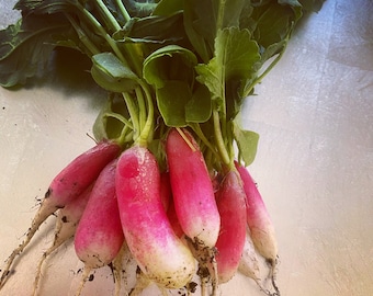 French Breakfast Radish Seeds | Heirloom