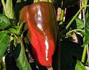 Cascadura Sweet Pepper Seeds | Heirloom | Organic