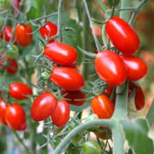 May include: Close-up of a tomato plant with many small, red, oval-shaped tomatoes growing on the vine.