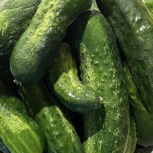 Spacemaster Cucumber Seeds | Heirloom | Organic