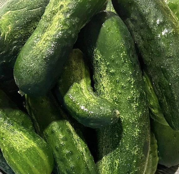 Spacemaster Cucumber Seeds - 60 Count, Non-GMO, USA Garden Vegetable Seeds 3 thumbnail image