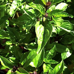 Thai Basil Seeds | Heirloom
