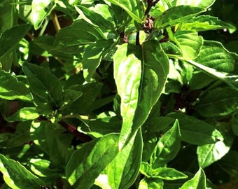 Thai Basil Seeds | Heirloom