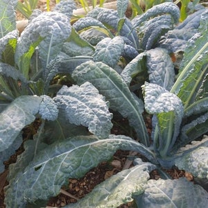 Black Magic Kale Seeds | Organic