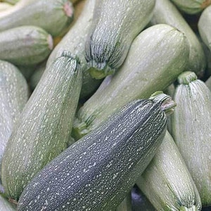 Grey Zucchini Seeds | Heirloom