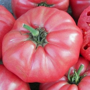 Giant Belgium Tomato Seeds | Heirloom