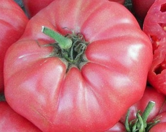 Giant Belgium Tomato Seeds | Heirloom