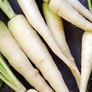 Sale** 1 Oz(16,800 Seeds) Lunar White Carrot | Heirloom