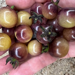 Indigo Cream Beeren Tomatensamen | Bio