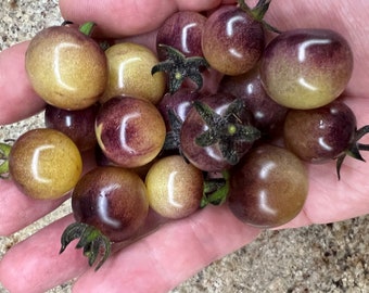 Semillas de tomate Indigo Cream Berries / Orgánicas