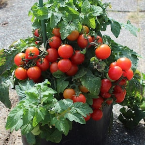 Pode incluir: Um close-up de uma planta de tomate em vaso com muitos tomates vermelhos maduros. A planta está crescendo em um vaso preto e está cercada por folhas verdes.