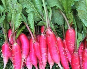 May include: A bunch of pink radishes with green leafy tops. The radishes are arranged in a row and are all about the same size.