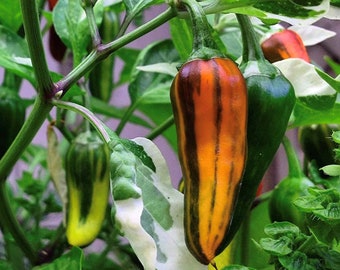 Fish Pepper Seeds | Hot |  Heirloom