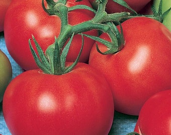 Fireworks Tomato Seeds