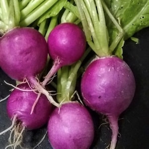 Purple Plum Radish Seeds | Organic