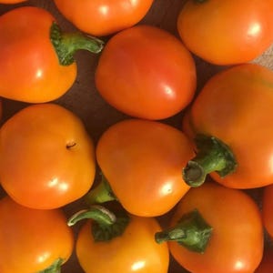 Carrot Bomb (Hot) Pepper Seeds