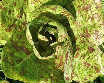 Semillas de lechuga romana Freckles / Heirloom