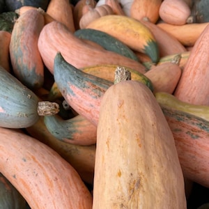 Puede incluir: Primer plano de un montón de calabazas alargadas de varios colores. Las calabazas varían en color desde el naranja pálido hasta el verde, algunas muestran vetas rosas y amarillas. Las calabazas tienen una textura suave y están apiladas, creando una exhibición visualmente atractiva.