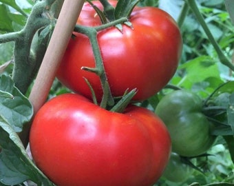 Deliciosas semillas de tomate / Heirloom