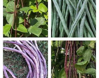 Collezione di fagioli lunghi da un metro / Semi