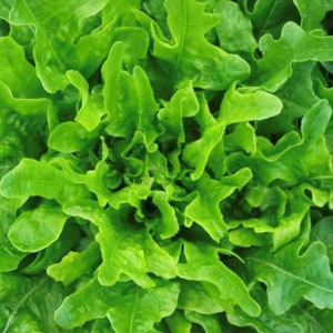 Oakleaf Lettuce Seeds | Heirloom