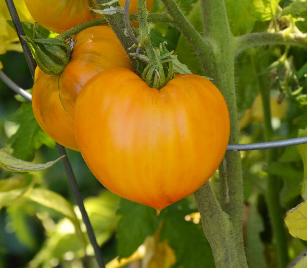Orange Strawberry Tomato Seeds | Heirloom