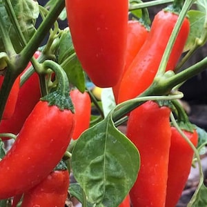 Sinaasappelkruid jalapenopeperzaden