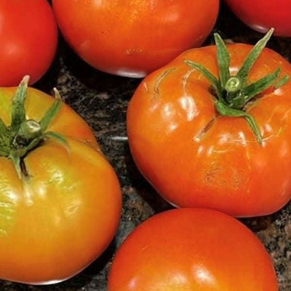 Creole Tomato Seeds | Heirloom