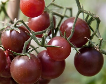Chocolate Cherry Tomato Seeds | Heirloom