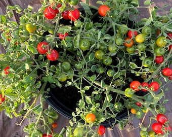 Semillas de tomate Cherry Falls / Orgánicas