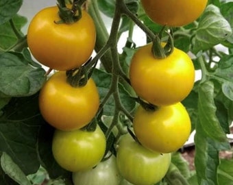 Gobstopper Tomato Seeds