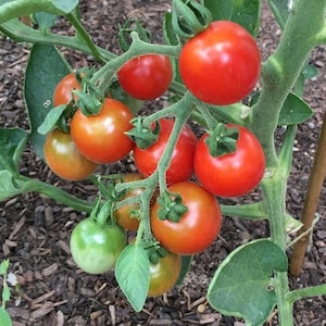 Stupice Tomatensamen | Erbstück