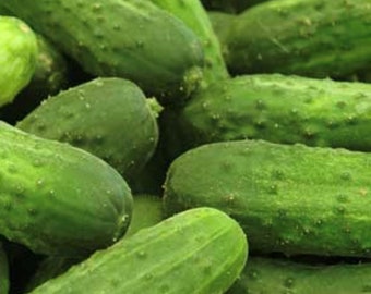 National Pickling Cucumber Seeds | Heirloom | Organic